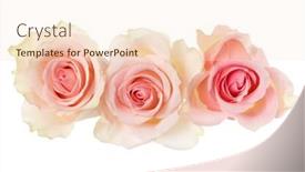  Presentation with pink rose - PPT layouts featuring three pink roses isolated over white background closeup rose flower bouquet in air without shadow top view flat lay background and a lemonade colored foreground