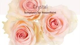  Presentation with rose flower - Slides having three-pink-roses-isolated-over background and a lemonade colored foreground