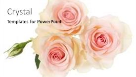  Presentation with rose flower - Theme featuring three-pink-roses-isolated-over background and a white colored foreground