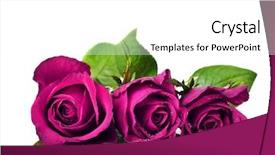  Presentation with pure white - Cool new presentation theme with three pink roses backdrop and a white colored foreground