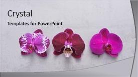  Presentation with pink white - Cool new PPT theme with three pink white orchid flower backdrop and a light gray colored foreground