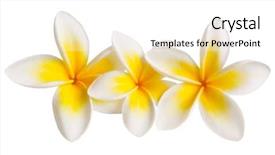  Presentation with frangipani flowers - Slides having three plumeria or frangipani flowers background and a white colored foreground