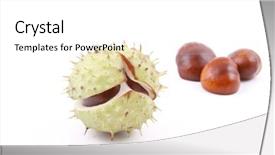  Presentation with monarch butterfly isolated on white - PPT theme consisting of three pronged - pretty chestnuts isolated on white background and a  colored foreground