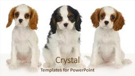  Presentation with three king - Beautiful presentation theme featuring three puppies - litter of cavalier backdrop and a lemonade colored foreground