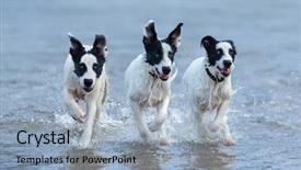  Presentation with running water engineering - Colorful theme enhanced with three puppies of mongrel running backdrop and a light blue colored foreground