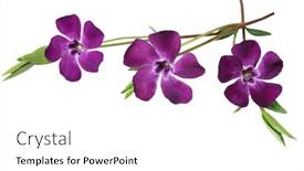  Presentation with purple flowers - Slides with three purple myrtle periwinkle minor background and a white colored foreground