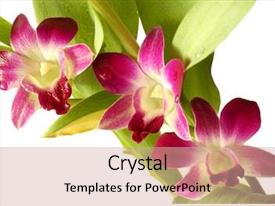 Dendrobium Three Purple Orchids PPT template 92 | CrystalGraphics