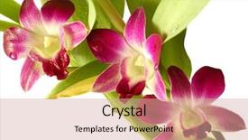  Presentation with orchids - Beautiful PPT layouts featuring dendrobium - three purple orchids backdrop and a coral colored foreground