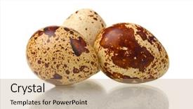 Presentation with quail - Audience pleasing slides consisting of three quail eggs isilated on white backdrop and a coral colored foreground