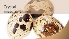  Presentation with quail - Colorful presentation theme enhanced with three quail eggs isolated backdrop and a coral colored foreground