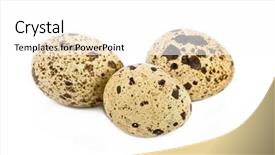  Presentation with quail - Colorful theme enhanced with three quail eggs on white background backdrop and a white colored foreground