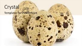  Presentation with quail - PPT theme having three quail eggs on white background background and a blonde colored foreground