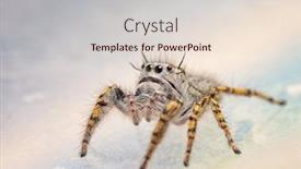  Presentation with quarter - Colorful presentation theme enhanced with three-quarter front view of a female phidippus mystaceus jumping spider looking up backdrop and a lemonade colored foreground