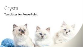  Presentation with cats - Amazing presentation design having three-ragdoll-cats-small-kittens backdrop and a white colored foreground
