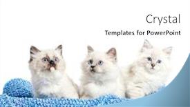  Presentation with cats - Beautiful slide set featuring three-ragdoll-cats-small-kittens backdrop and a white colored foreground