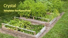  Presentation with beds - Colorful theme enhanced with three raised garden beds growing backdrop and a tawny brown colored foreground