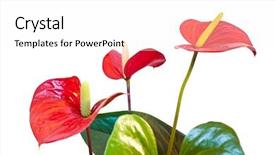  Presentation with clipping - Presentation theme having three-red-anthurium-flowers-isolated background and a white colored foreground