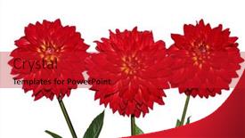  Presentation with dahlia - 