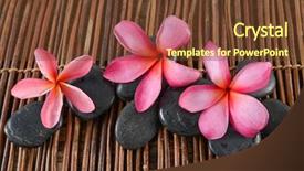  Presentation with stones - Presentation design with three red frangipani and black stones on mat background and a tawny brown colored foreground