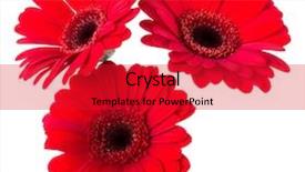  Presentation with red hibiscus rosa sinensis flower - PPT layouts having three red gerbera flower heads background and a red colored foreground