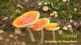  Presentation with mushrooms - Presentation theme having three-red-mushrooms-in-autumn background and a tawny brown colored foreground
