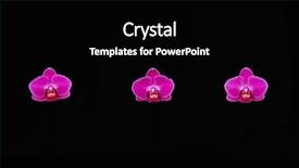  Presentation with orchid - Colorful presentation enhanced with three red orchid flower isolated backdrop and a black colored foreground