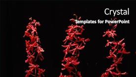  Presentation with stem - Presentation theme with three-red-orchid-flowers background and a black colored foreground