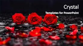  Presentation with life - Colorful presentation theme enhanced with three red rose petal backdrop and a black colored foreground