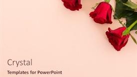  Presentation with flower corner - PPT theme with three-red-roses-in-top background and a lemonade colored foreground
