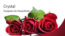  Presentation with pure white - Cool new presentation theme with three red roses backdrop and a white colored foreground