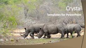  Presentation with water park - Slides enhanced with three rhinoceros looking for water background and a  colored foreground