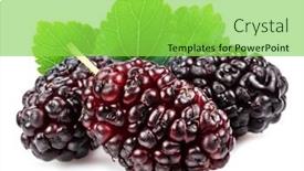  Presentation with green leaves - Theme with three-ripe-black-mulberries-fruits background and a  colored foreground