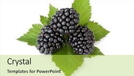  Presentation with blackberry - Slide deck enhanced with three ripe blackberry with leaves isolated on a white background background and a yellow colored foreground