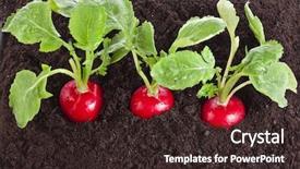  Presentation with soil aggregation - PPT theme featuring three ripe radish growing background and a wine colored foreground