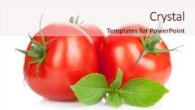  Presentation with three - Amazing presentation theme having three ripe tomatoes and basil backdrop and a lemonade colored foreground