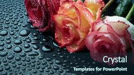  Presentation with war roses tudor rose - Slide set having three roses on black wet background and a ocean colored foreground