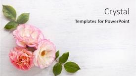  Presentation with leaves flat lay - Amazing theme having three-roses-with-leaves backdrop and a white colored foreground