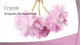  Presentation with sakura - Audience pleasing presentation design consisting of three-sakura-flower-isolated backdrop and a white colored foreground