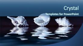  Presentation with dark blue - Theme consisting of three seashells reflecting in water background and a  colored foreground