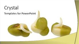  Presentation with seeds - Slide set featuring three seeds of mung been background and a  colored foreground