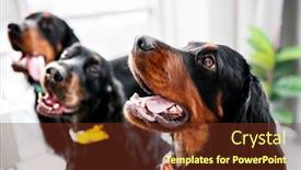  Presentation with dogs - PPT theme with three-setter-dogs-sitting background and a tawny brown colored foreground