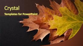  Presentation with fall leaves border autumn - Slide deck having three shades of autumn leaves background and a  colored foreground
