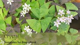  Presentation with clover - Colorful slide deck enhanced with three-shamrock-leaves backdrop and a yellow colored foreground