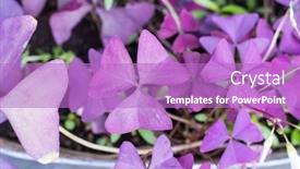  Presentation with clover - Theme having three-shamrock-leaves background and a purple colored foreground