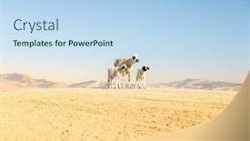  Presentation with sheep - PPT theme featuring three-sheep-in-arid-landscape background and a sky blue colored foreground