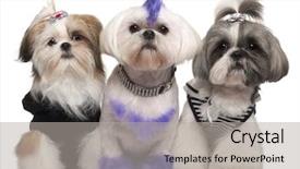  Presentation with old dog - PPT layouts having three shih tzus dressed up background and a light gray colored foreground