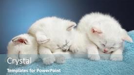  Presentation with sleeping baby - Amazing theme having three sleeping british baby kittens backdrop and a seafoam green colored foreground