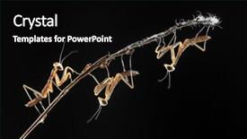  Presentation with black - Slide set having three-small-mantis-on-black background and a black colored foreground