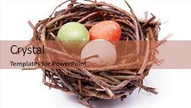  Presentation with bird eggs - Slides with three speckled eggs in bird's nest over white background background and a red colored foreground