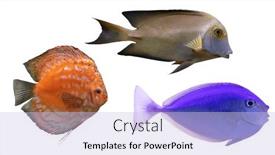  Presentation with fishes - 